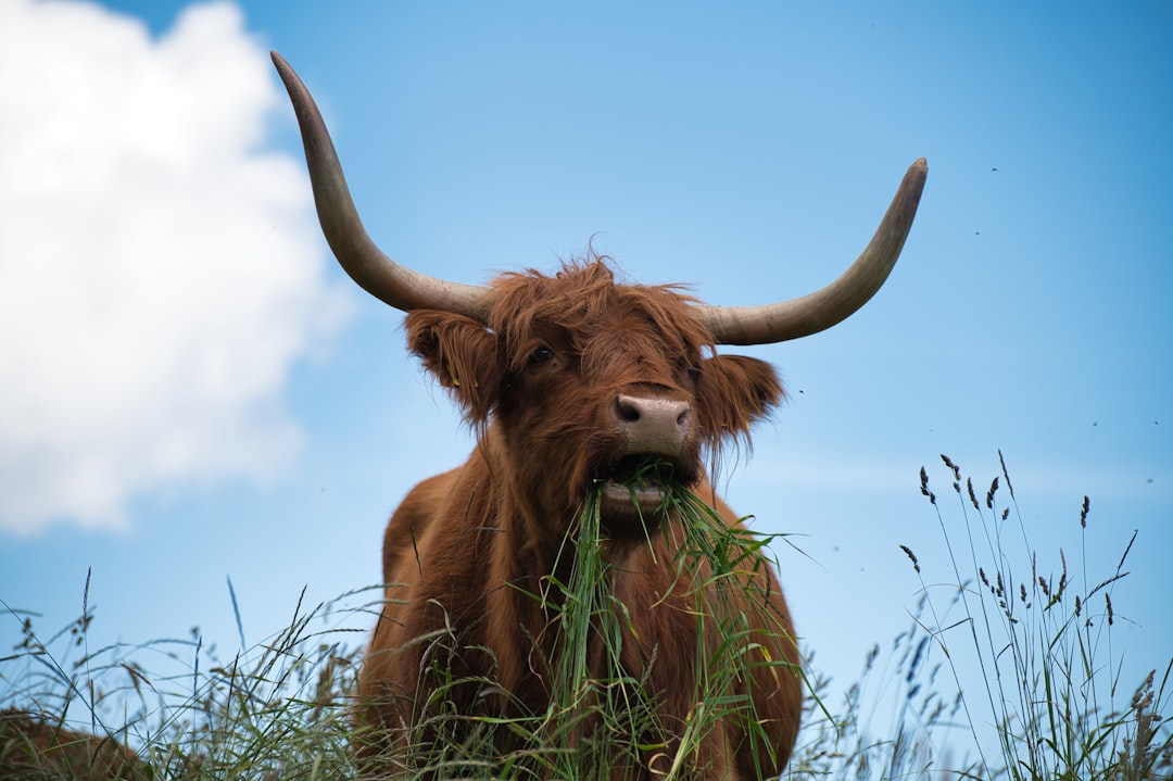 Swiss Brown Cattle