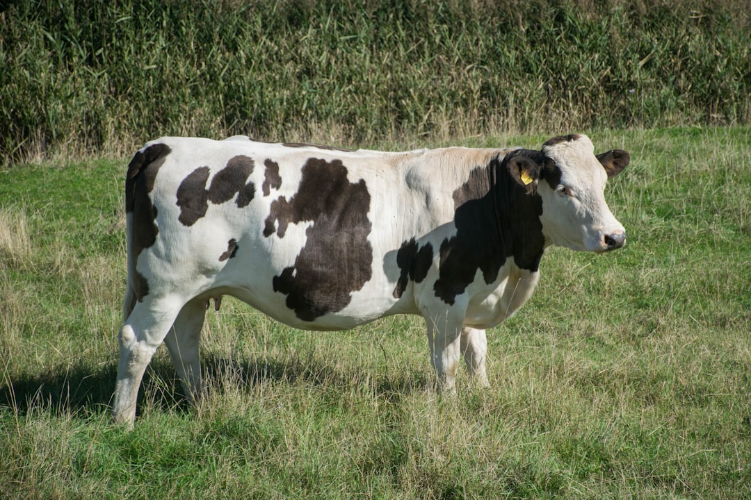 Alpine adapted cattle