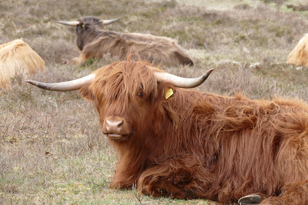 Alpine Pasture Management