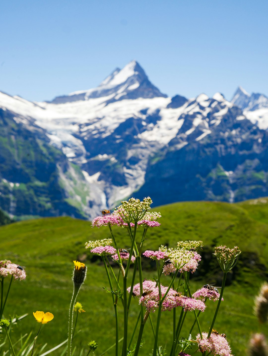 Swiss beef production